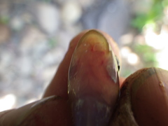 Exoglossum maxillingua