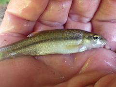 Exoglossum maxillingua