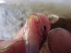 Exoglossum maxillingua