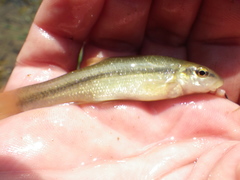 Exoglossum maxillingua