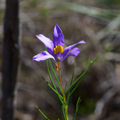 Cheiranthera alternifolia, photograph (c) Kym Nicolson, some rights reserved (CC BY)