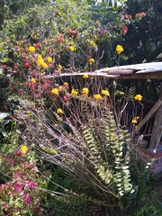 Epidendrum melinanthum