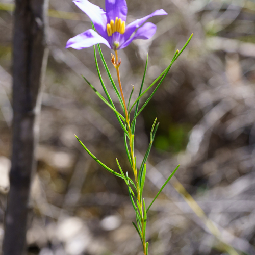 Cheiranthera alternifolia, photograph 6