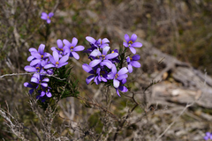Cheiranthera alternifolia, photograph (c) Kym Nicolson, some rights reserved (CC BY)