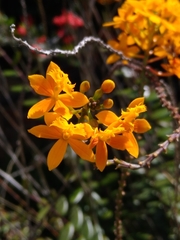 Epidendrum melinanthum
