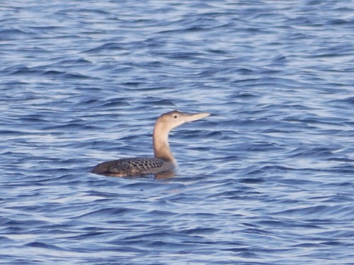 Yellow-billed Loon