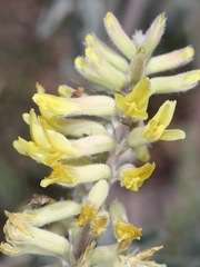 Astragalus giganteus