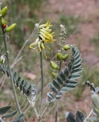 Astragalus giganteus
