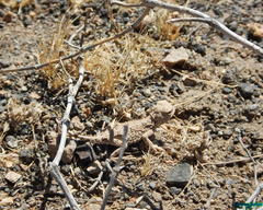 Phrynocephalus persicus