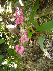 Rodriguezia lanceolata