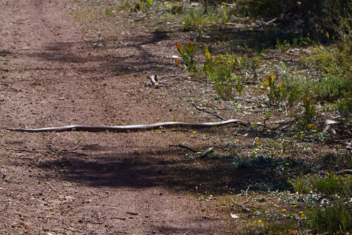 Eastern Brown Snake sighting