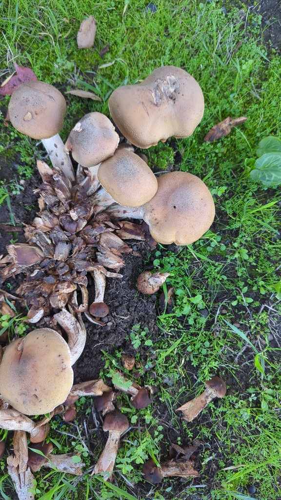 Armillaria mellea · November 2025 · photo: © m_aniket (iNaturalist, cc0)