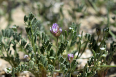 Astragalus didymocarpus