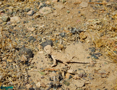 Phrynocephalus persicus