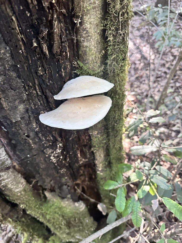 Pleurotus dryinus · November 2025 · photo: © katrinamccollough (iNaturalist, cc0)
