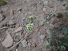 Calyceraceae