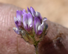 Astragalus didymocarpus