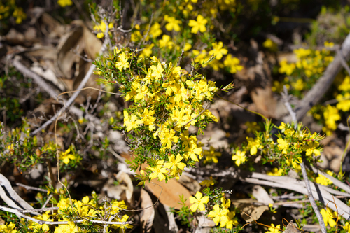Prickly Guinea-flower (Hibbertia exutiacies)