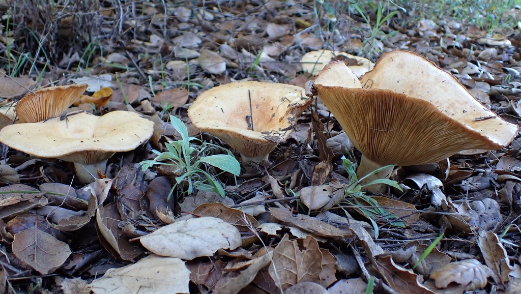 Lactarius alnicola · November 2025 · photo: © jrcowles (iNaturalist, cc0)