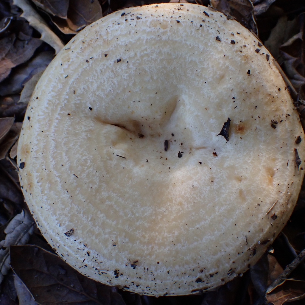 Lactarius alnicola · November 2025 · photo: © jrcowles (iNaturalist, cc0)