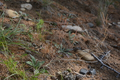 Crucihimalaya bursifolia