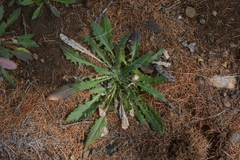 Crucihimalaya bursifolia