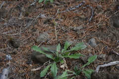 Crucihimalaya bursifolia