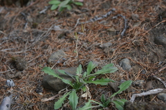 Crucihimalaya bursifolia