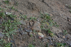 Crucihimalaya bursifolia