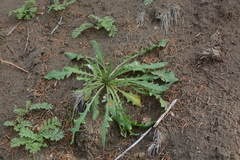 Crucihimalaya bursifolia