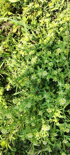 Acicarpha tribuloides, photograph 6