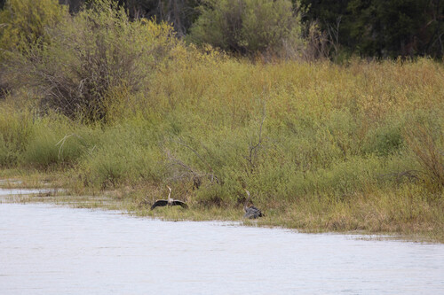 Great Blue Heron photographed in Wyoming