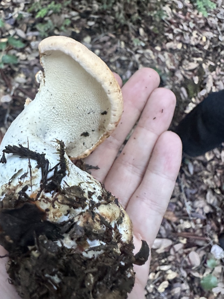 Hydnum repandum · November 2025 · photo: © katrinamccollough (iNaturalist, cc0)