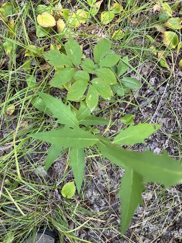 smooth hawkweed (Hieracium laevigatum)