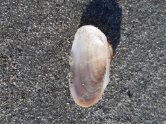 Barbatia barbata