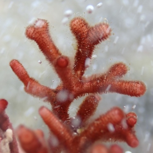 Galaxaura glabriuscula
