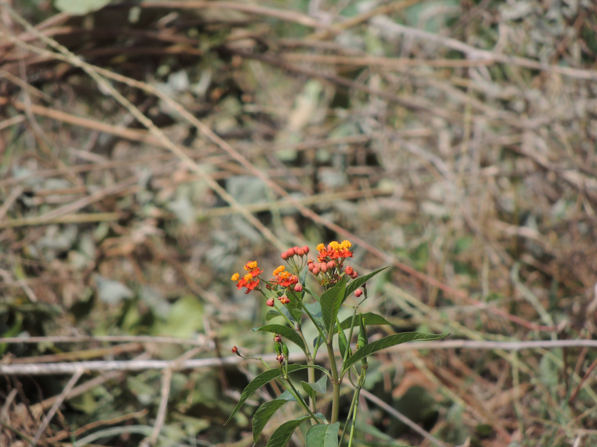 Asclepias curassavica