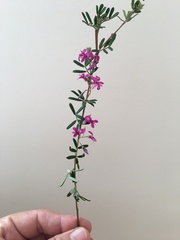 Indigofera bisacculata