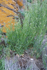 Crucihimalaya bursifolia