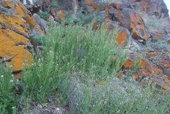 Crucihimalaya bursifolia