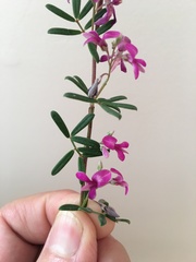 Indigofera bisacculata
