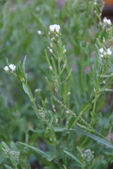 Crucihimalaya bursifolia