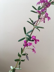 Indigofera bisacculata