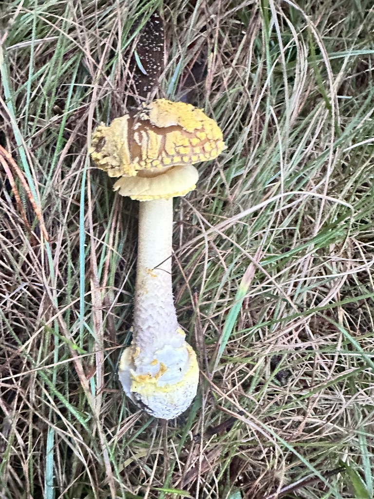 Amanita augusta · November 2025 · photo: © katrinamccollough (iNaturalist, cc0)