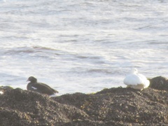 Chloephaga hybrida hybrida