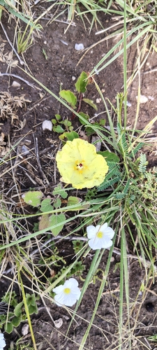 yellow flymallow (Cienfuegosia drummondii)
