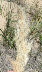 Pentameris barbata orientalis