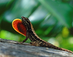 Anolis mccraniei