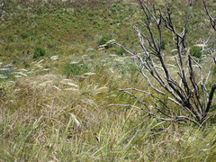 Pentameris barbata orientalis