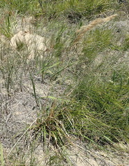 Pentameris barbata orientalis